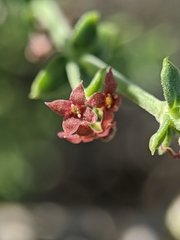 Galium parishii