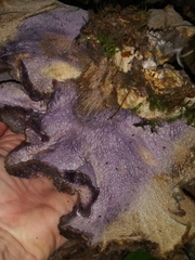 Polyporoletus sublividus