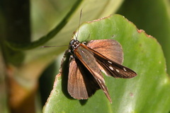 Corra coryna catargyra