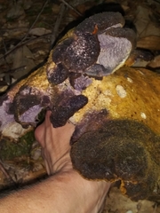 Polyporoletus sublividus