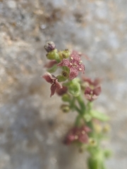 Galium parishii