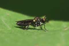Eudioctria sackeni