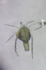 Arrenurus semicircularis