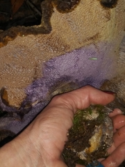 Polyporoletus sublividus