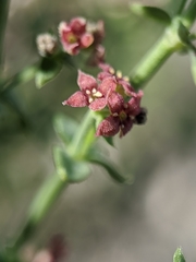 Galium parishii