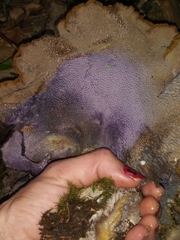 Polyporoletus sublividus