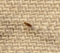 Entomobrya atrocincta