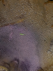 Polyporoletus sublividus