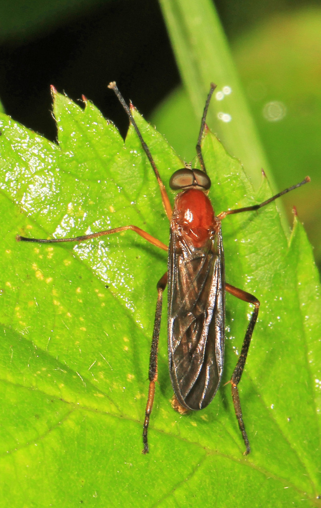 Dialysis rufithorax