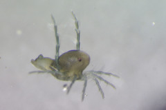 Arrenurus semicircularis