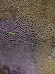 Polyporoletus sublividus