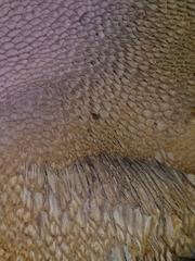 Polyporoletus sublividus