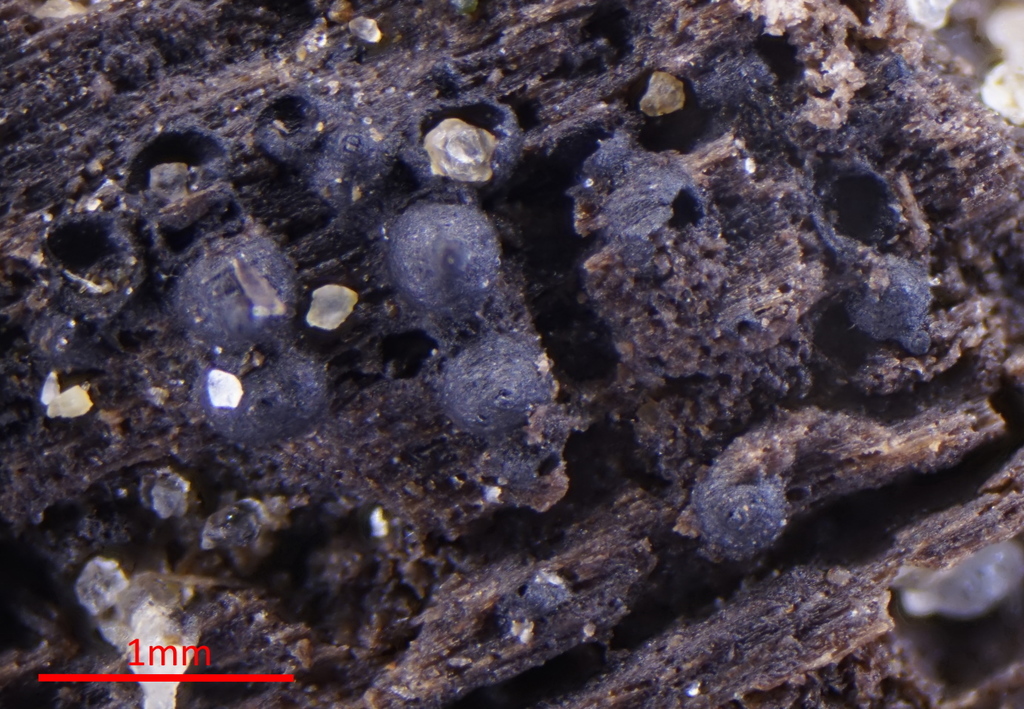 Annulatascales