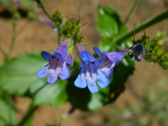 Penstemon wilcoxii