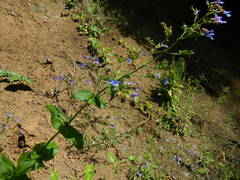 Penstemon wilcoxii