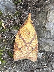 Cenopis reticulatana