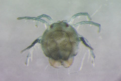 Arrenurus crenellatus