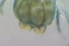 Arrenurus crenellatus