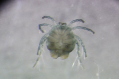 Arrenurus crenellatus