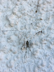 Nephilingis cruentata