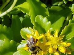 Bombus centralis