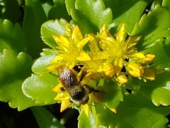Bombus centralis