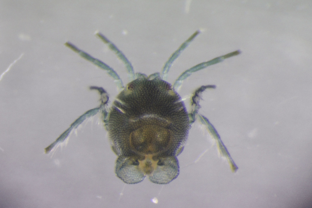 Micruracarus