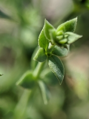 Galium parishii