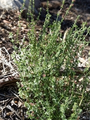Galium parishii