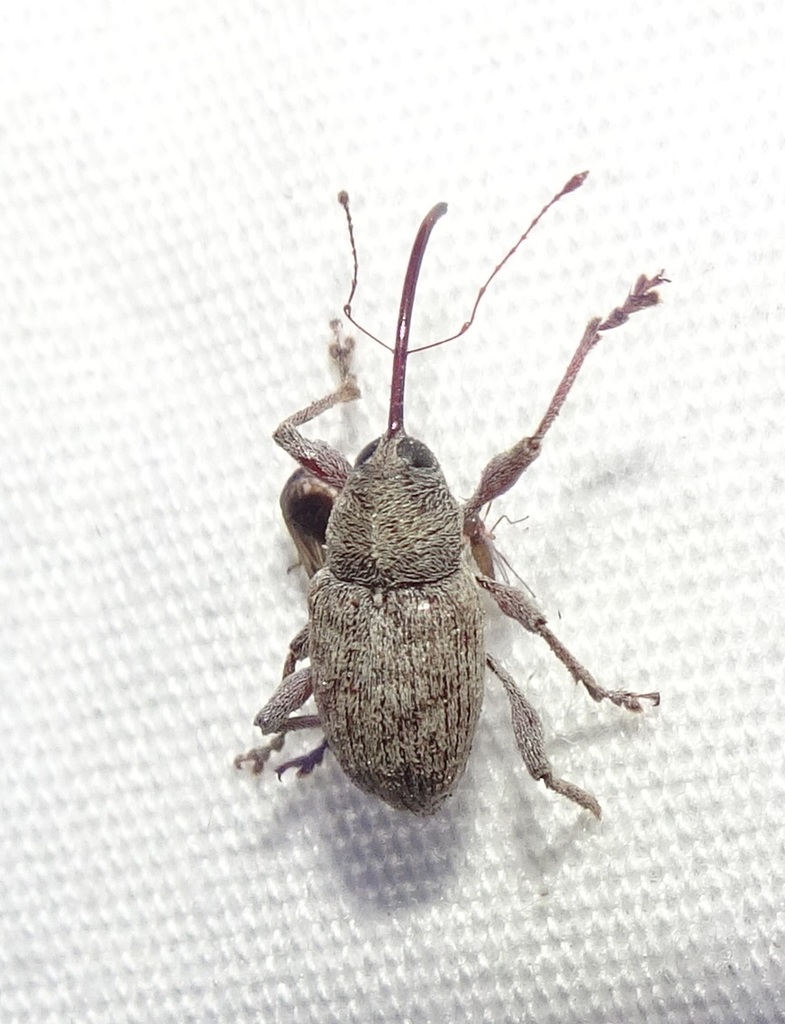 Nut and Acorn Weevils from Pima County, AZ, USA on July 17, 2020 at 08: ...