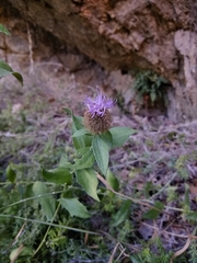 Centaurea pectinata