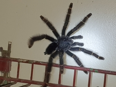 Avicularia rufa