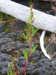 Rumex transitorius