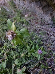 Centaurea pectinata