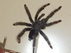 Avicularia rufa