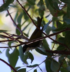 Melithreptus chloropsis