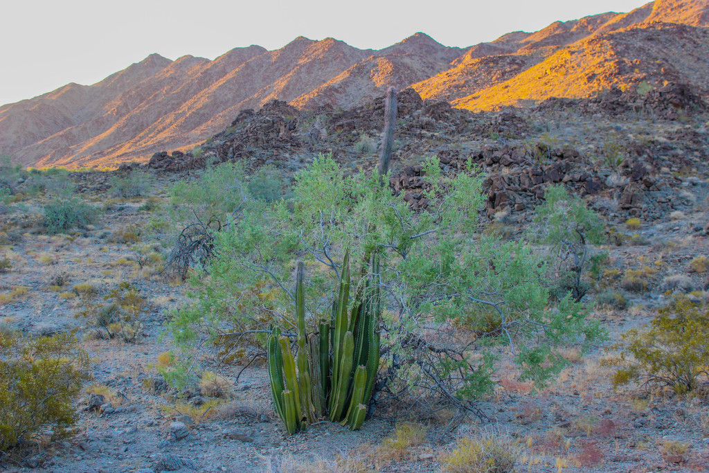 Lophocereus schottii (Totempole Cactus)