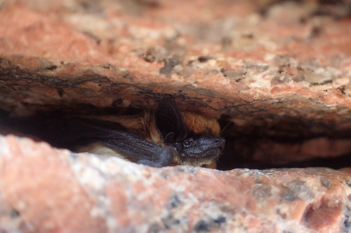 Canyon Bat photographed in Texas