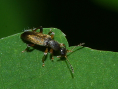 Macratria murina