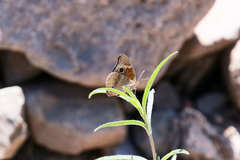 Junonia nigrosuffusa