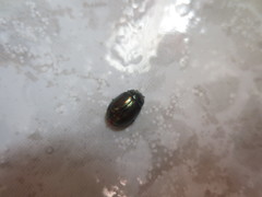 Chrysolina americana