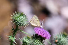 Abaeis mexicana