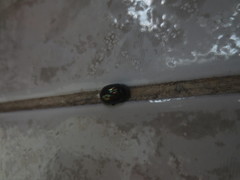 Chrysolina americana