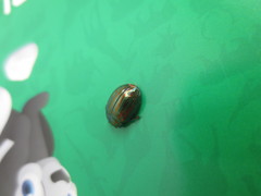 Chrysolina americana