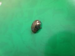 Chrysolina americana