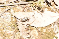 Sphenophorus aequalis