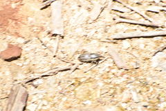 Sphenophorus aequalis