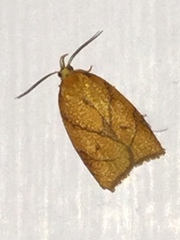 Cenopis reticulatana