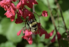 Bombus centralis