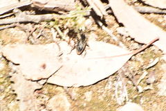 Sphenophorus aequalis